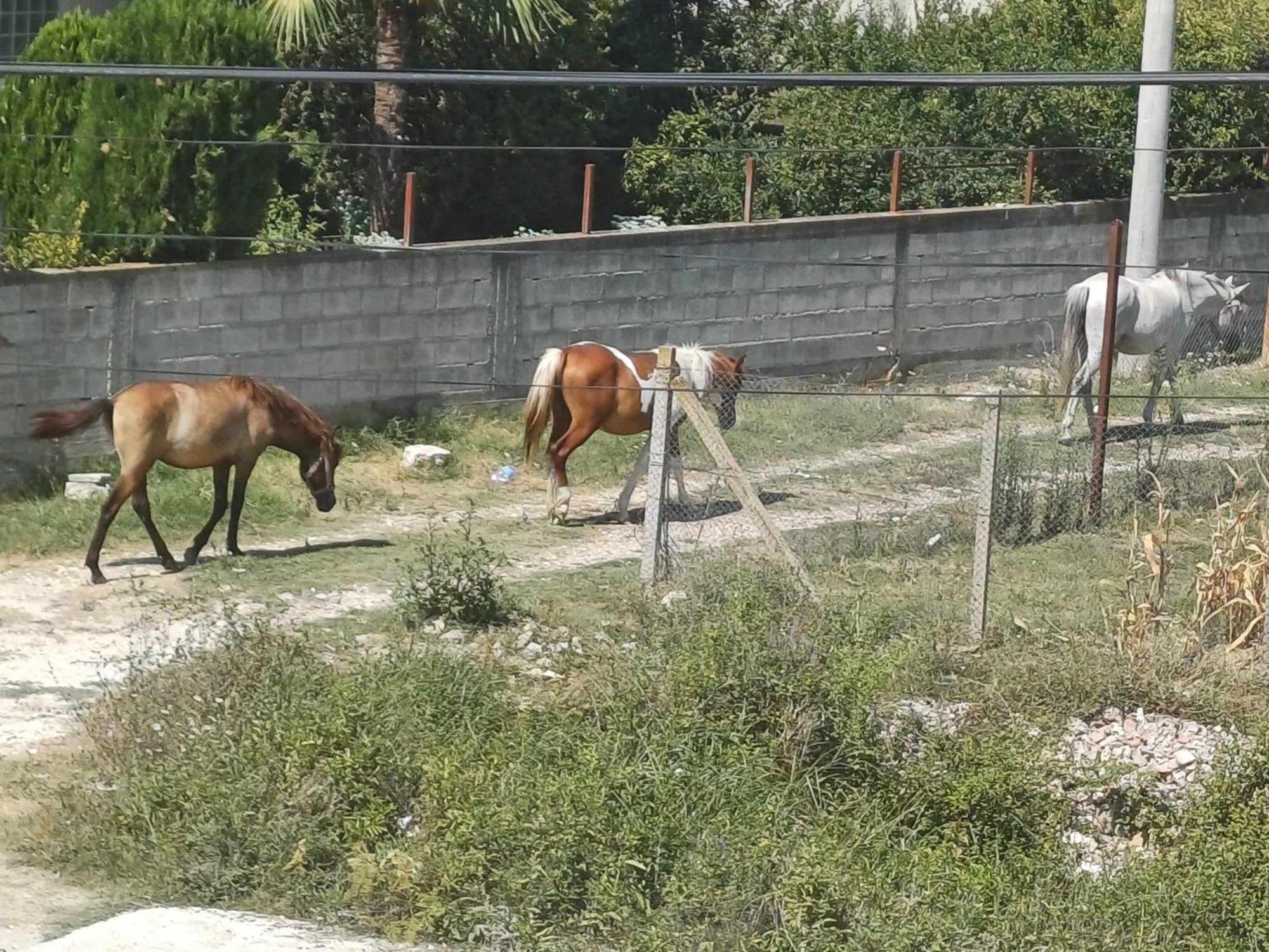 Villa Likaj Berat Bagian luar foto
